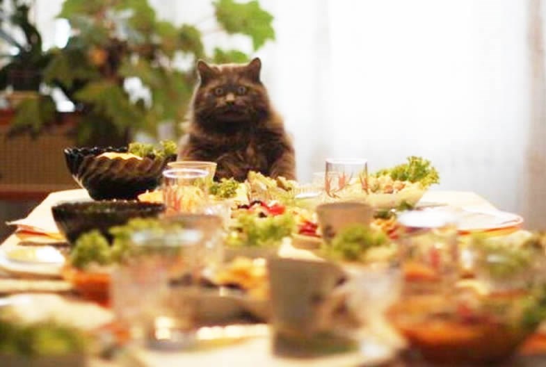 Maca u stanju šoka od pogleda na kraljevsku gozbu