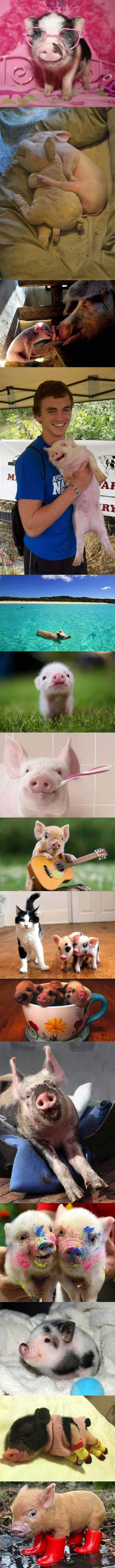 Mali zaigrani prasci bivaju slatkima