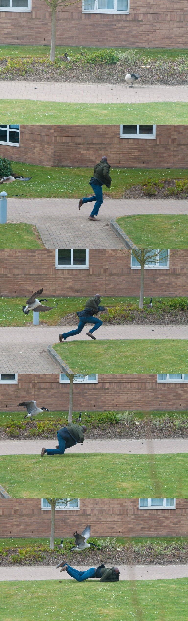 Opaka kanadska guska "zgazila" prolaznika