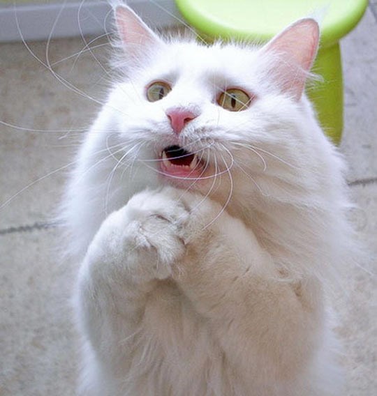 Mačkin izraz lica kad se otvori frižider