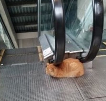 Besplatno češkanje za lukavicu