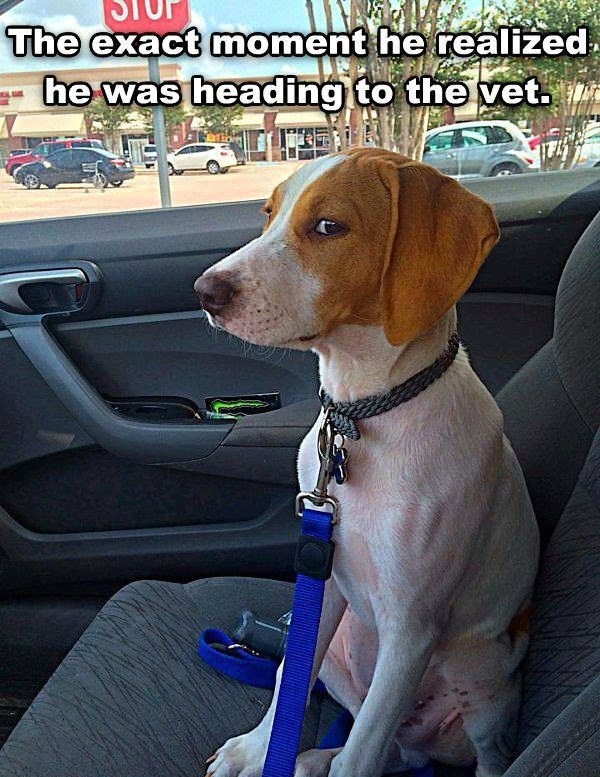 Trenutak u kojem je shvatio da ide k veterinaru