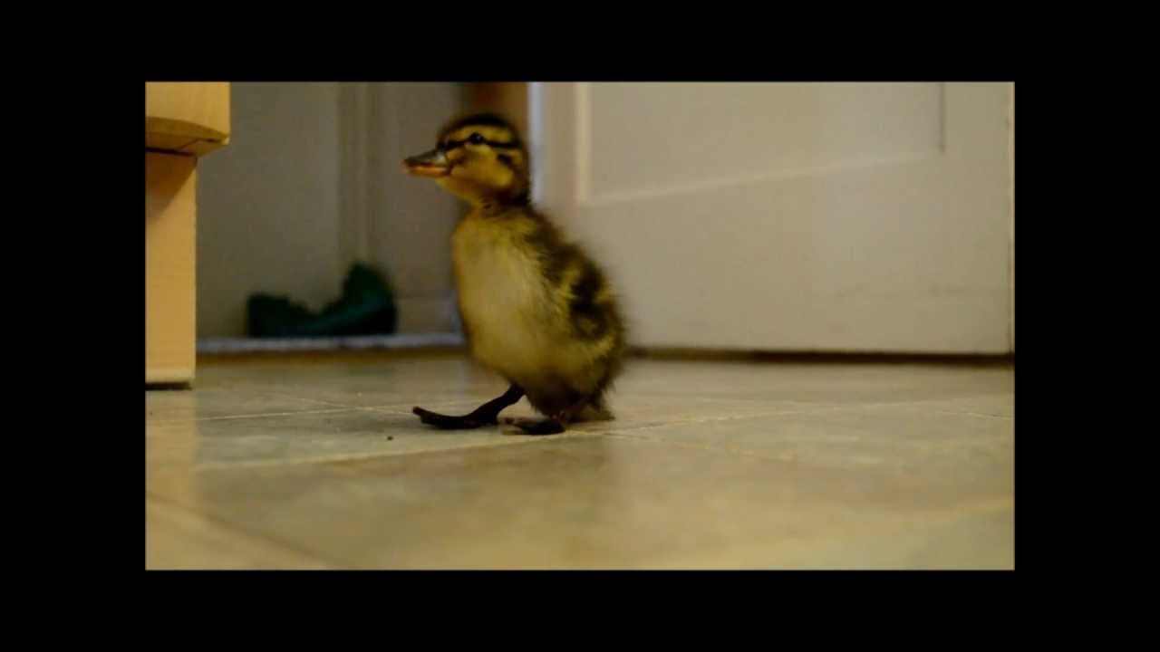 VIDEO: 'Alo tata, ti bez mene, ha? Čekaaaaj!