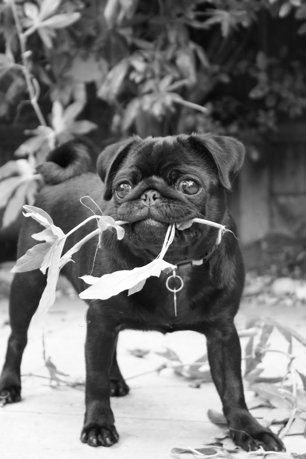 Spreman za dejt: Najbolje crno odijelo i buket ruše sa šapa