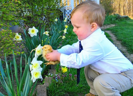 Dječačić pilencetu pomaže mirisati cvjetić