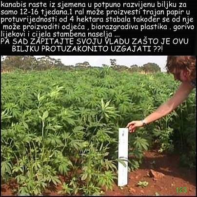 Alkohol ubija, a legalan - kanabis koristan, a bauk?