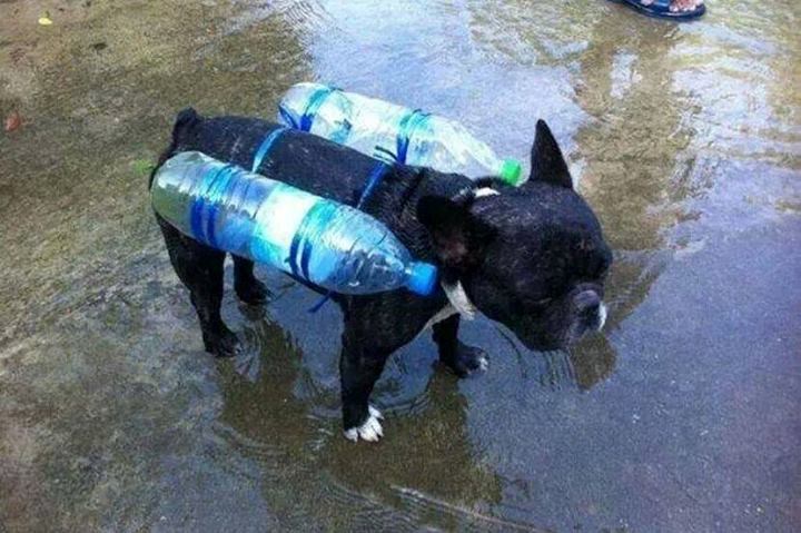 Plutajući psić spašen od poplave