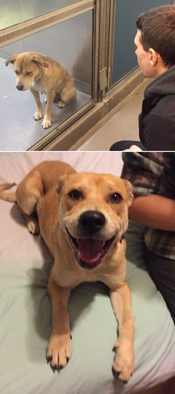 Zrnce ljubavi najtužnijem psu na svijetu vratilo osmijeh!