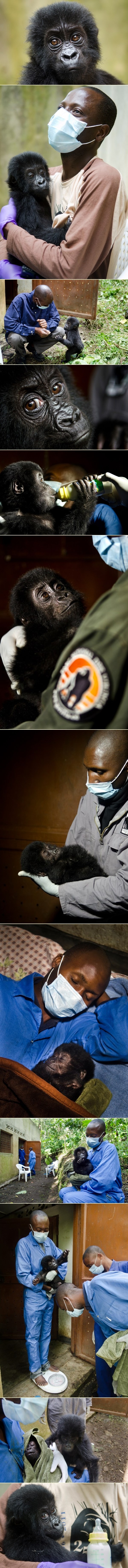 Malene gorile siročići našle dobre ljude da brinu o njima