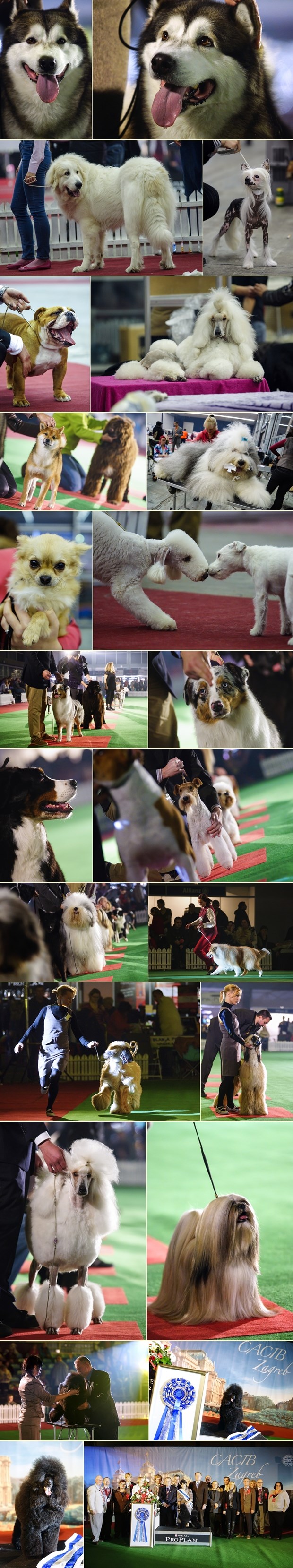 Pseći ljepotani na izložbi u Zagrebu (vol.2)