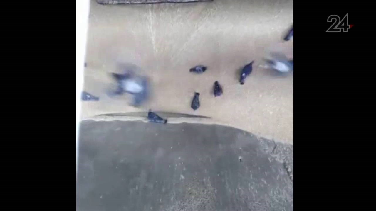 Znate li što možda imate u svom kruhu? Ovaj video bi vas mogao šokirati!