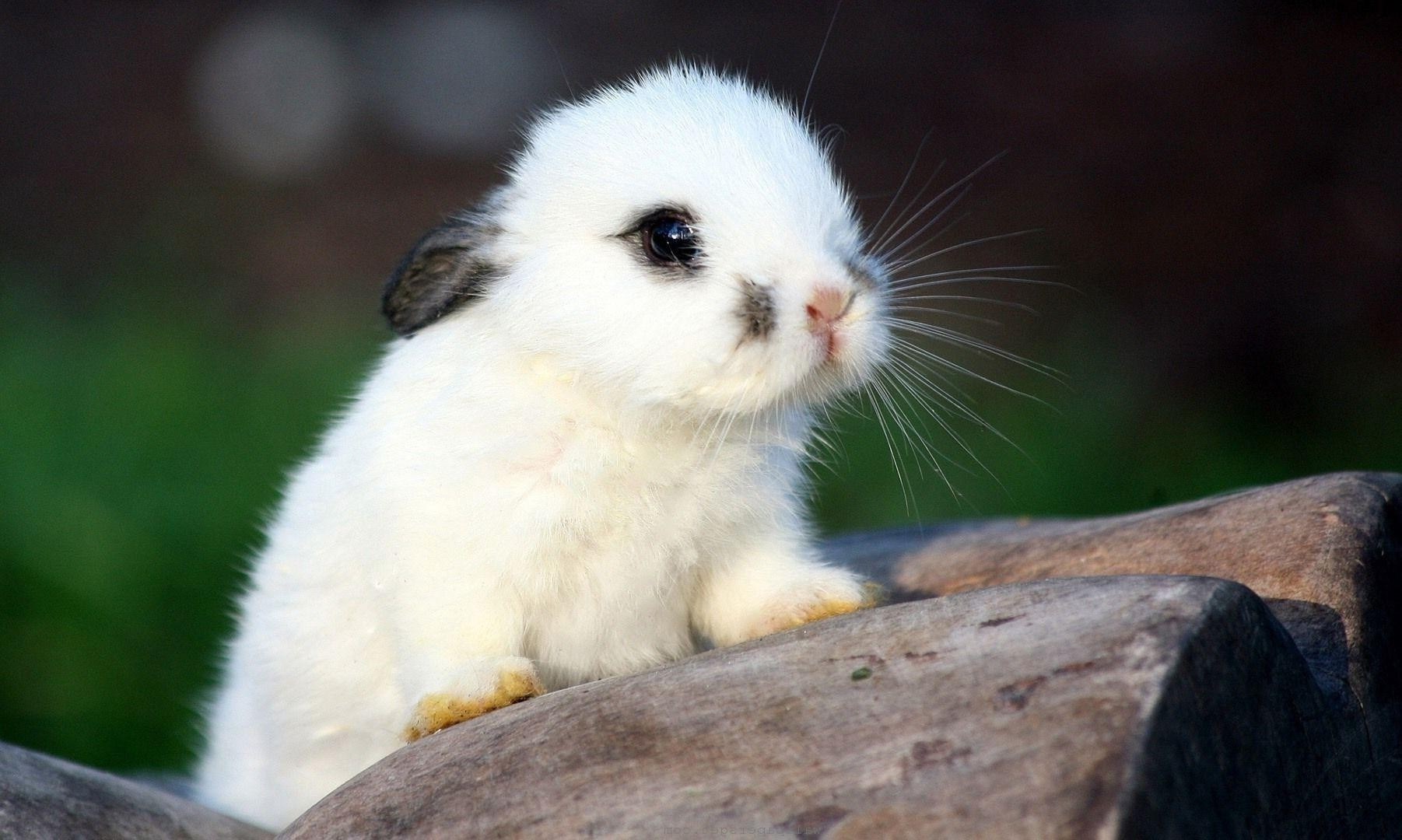A jecam maji zeko, baš sam maji, puj puj slatkoće!