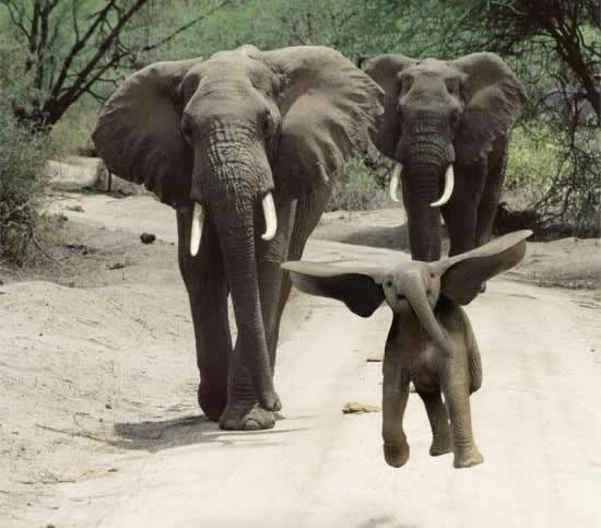 Slonić od sreće "poletio"