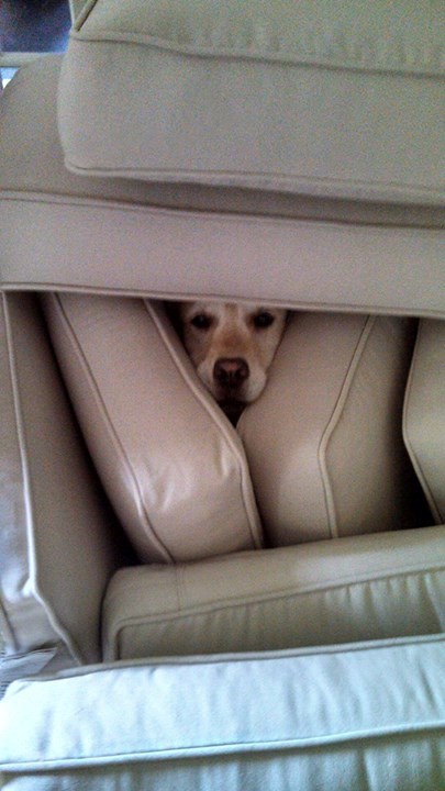 Tko se nije skrio, magarac je bio!