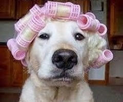 Jutro započelo pirlitanjem