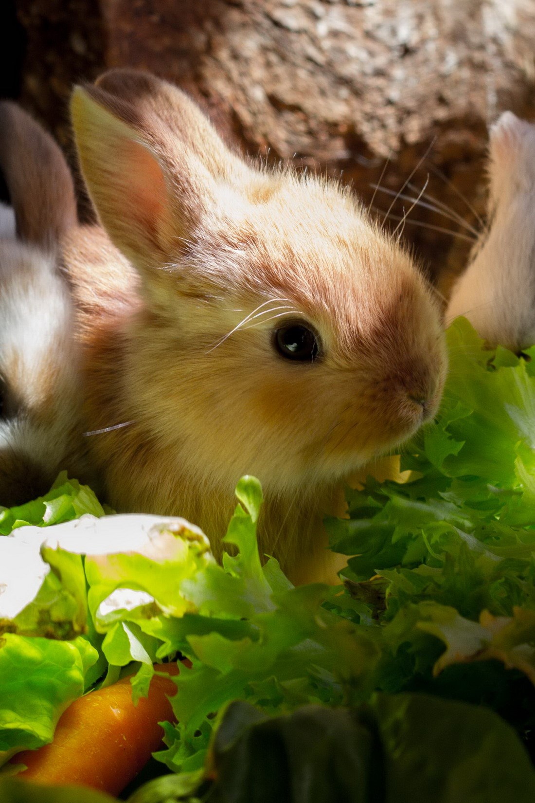 Kako zeko zamišlja raj