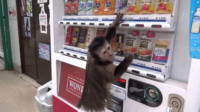 VIDEO: Neviđeno pametna glavica - majmunčić izmolio sitniš i kupio si sokić iz aparata!