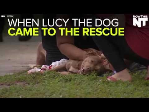 Herojska pit bullica dala život da zaštiti svoju ljudsku obitelj