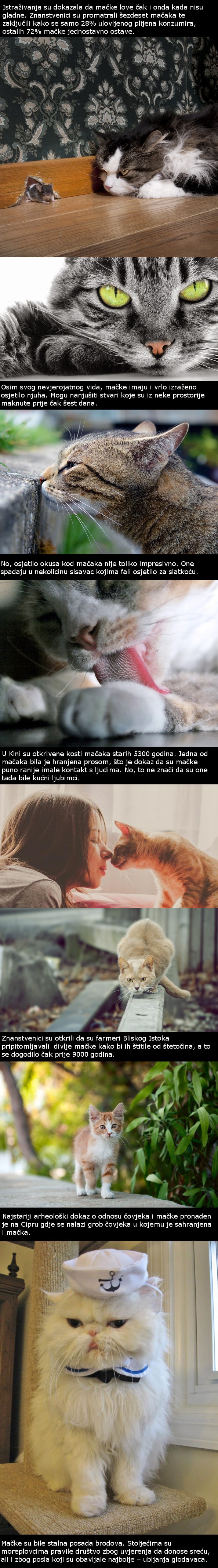 Zanimljive činjenice o mačkama koje niste znali