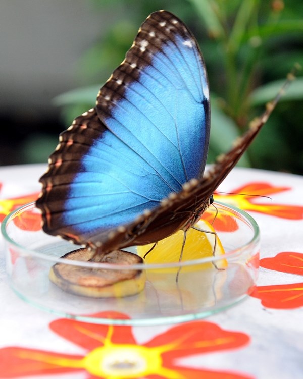 Prekrasni leptirić došao po zdravi doručak