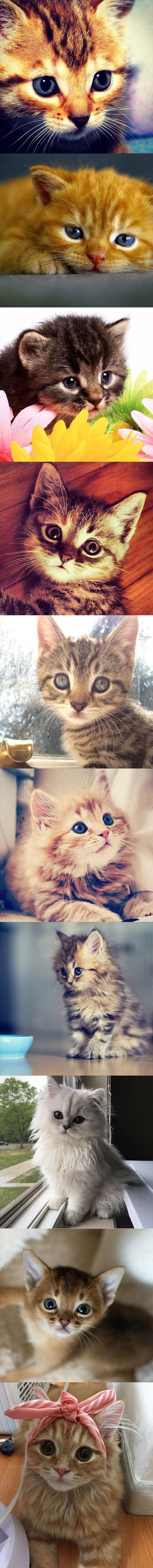 TOP 10 mačića koji će vas hipnotizirati svojim okicama