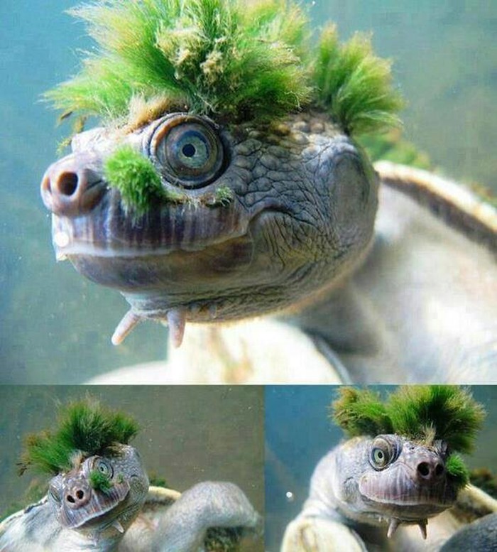 Punk rock kornjača spremna razbacati se na koncertu