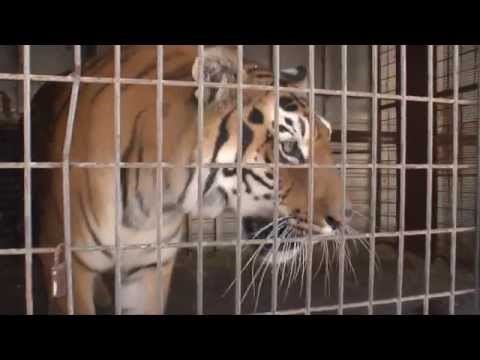 VIDEO: O, slatka slobodo! Spašen posljednji cirkuski tigar Bugarske!