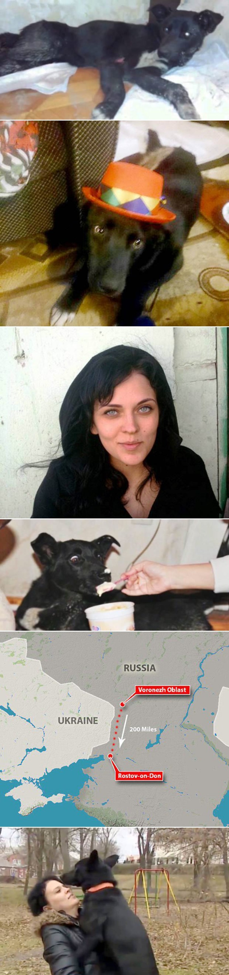 KAD ONI VOLE, TO JE ZAUVIJEK: Pas prehodao 320 kilometara da nađe djevojku koja mu je spasila život