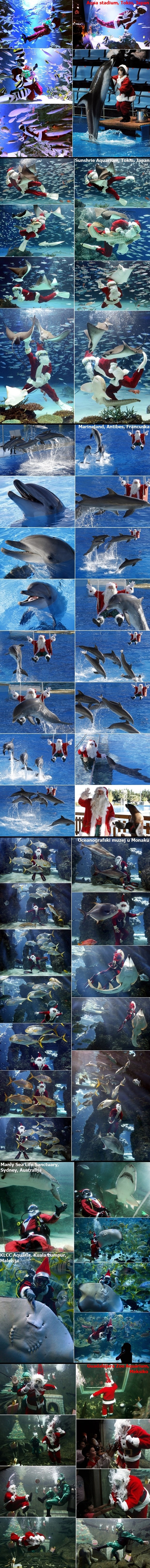 Djedovi Mrazovi plivali s morskim psima, dupinima, ražama...