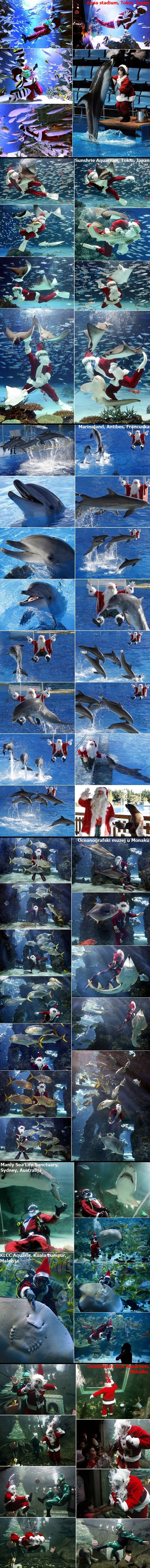 Djedovi Mrazovi plivali s morskim psima, dupinima, ražama...