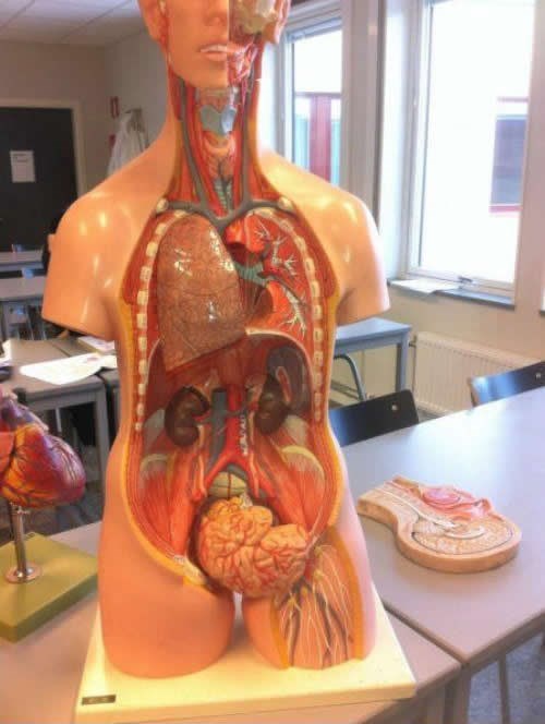 Bijesne žene na satu muške anatomije