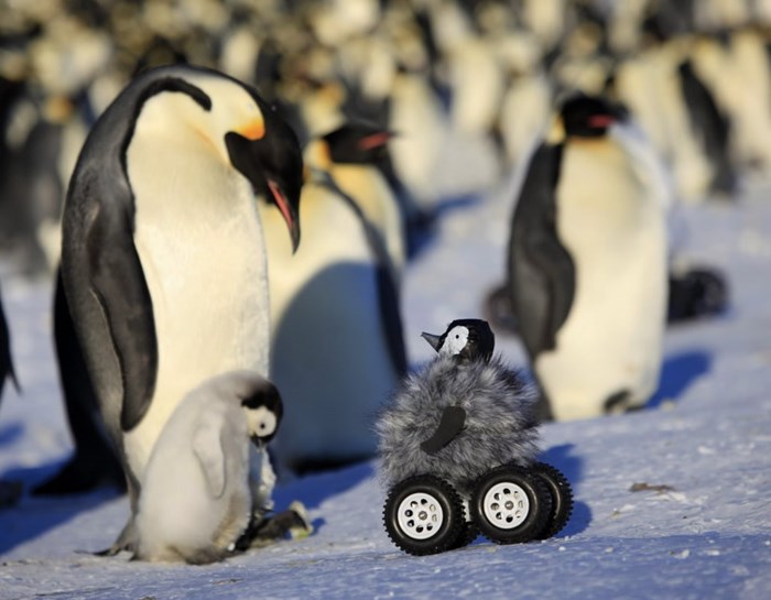 Znanstveni pristup proučavanju pingvina