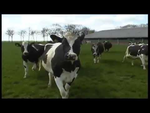 Video: Simpa kravice prolupale od sreće - konačno opet na zelenoj livadi!