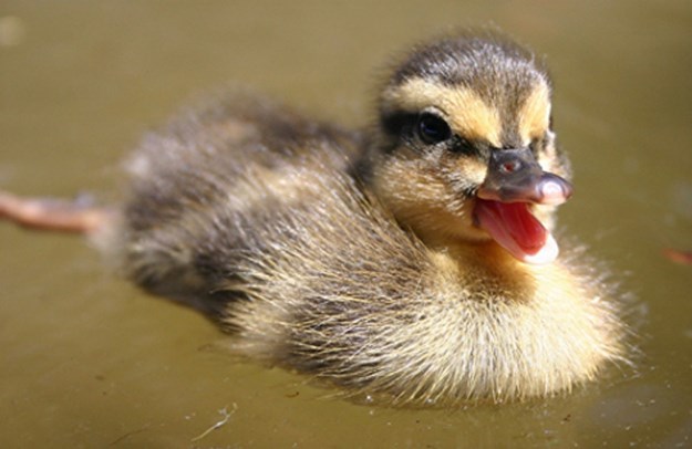 Završila i škola za pačiće male