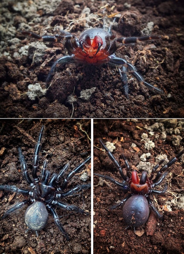 GALERIJA: Otkriven tajanstveni pauk s ogromnim krvavocrvenim očnjacima!