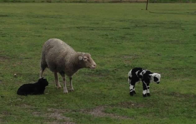Mama ovca, da ti mali nije napol kravica, ha, priznaj!