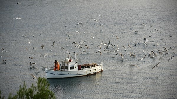 Viški galebovi nanjušili večeru