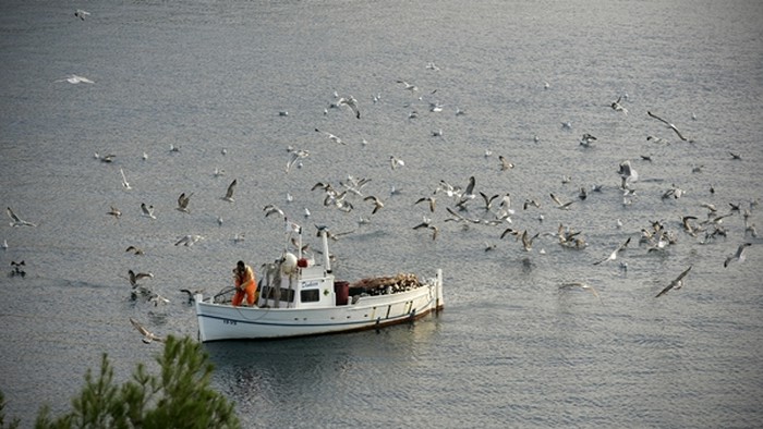Viški galebovi nanjušili večeru