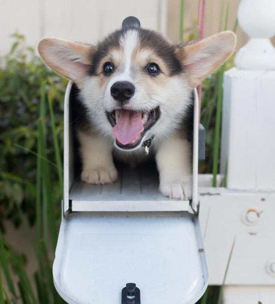 Najslađi paket otkad je pošte!