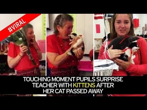 Nakon što je profesorici umrla mačka, učenici su je odlučili iznenaditi!