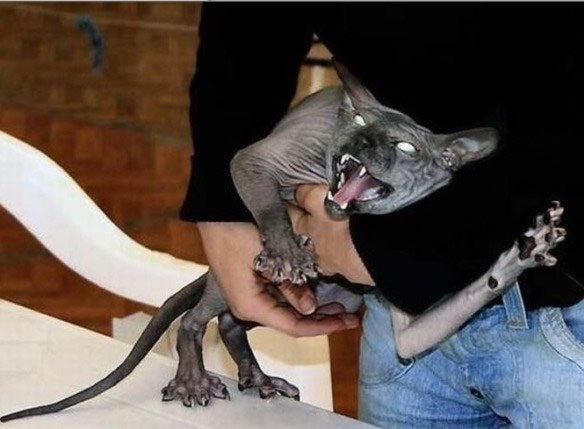 Da, da, kupi mačku, mačke su super, baš ti hvala!