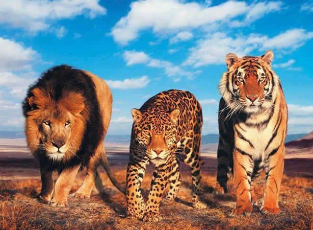 Tri brata strašnomlata rame uz rame protiv svijeta