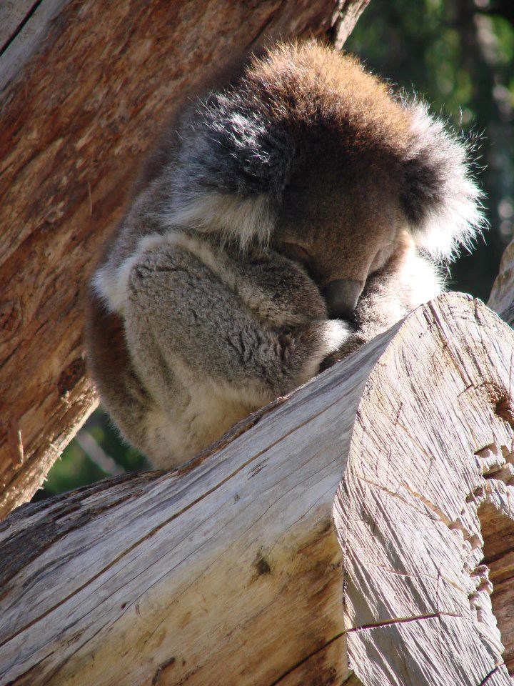 Preslatka koalica utonula u san