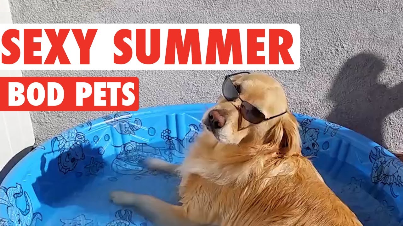 Upoznajte najseksi ljubimce spremne za plažu!