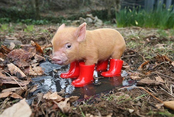 Prasence je spremno za sve izazove kišne jeseni!