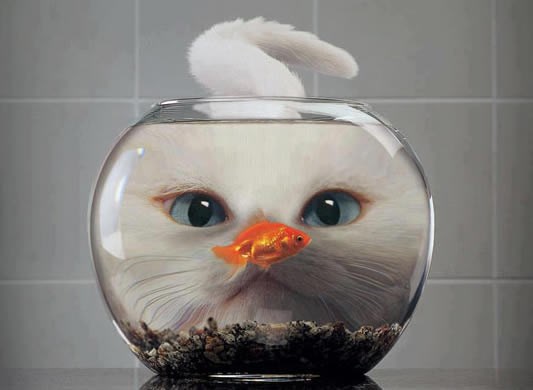 Kad-tad, ribo... kad-tad..