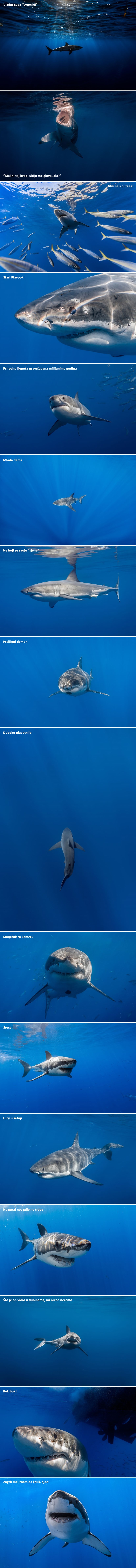 Veliki bijeli fotografirani kao veličanstvene životinje, a ne čudovišta iz horora