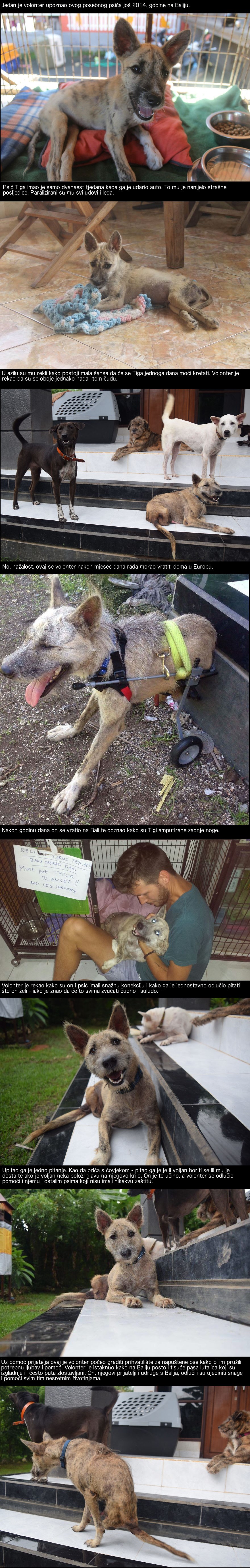 Ovaj je psić ostao potpuno paraliziran, no jedan mladić vjerovao je u njegov oporavak