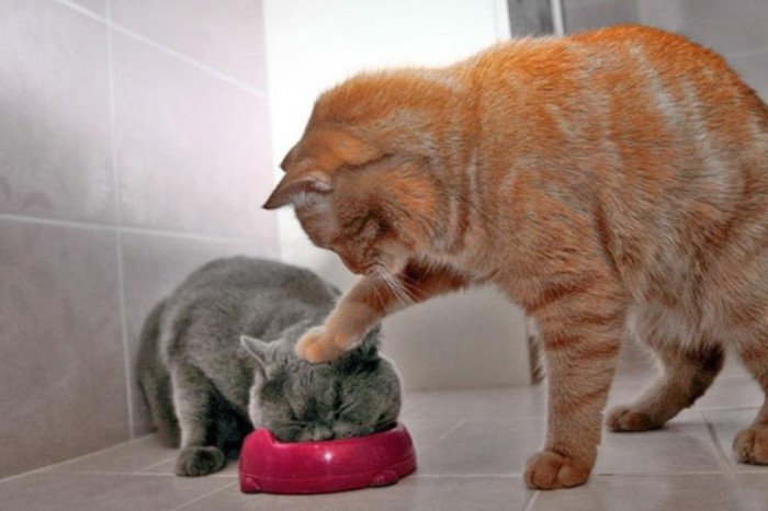 Kad se radi o hrani, Garfield nije miroljubivi mačak