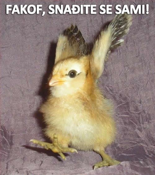 Ljutom piletu dojadile budale